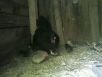 11014753_379935312204756_7219626989864067823_n