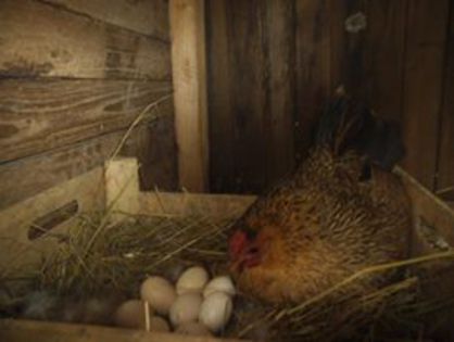 11139424_349336785264609_804085716391946059_n