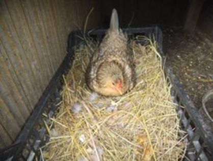 11081160_349322831932671_1713097428318138530_n