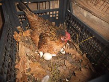 11688_349325128599108_1922091120390905940_n