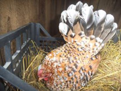 10941906_349325355265752_2108248607027758427_n