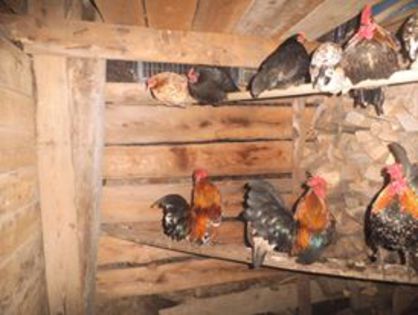 3 - gainile mele pitice