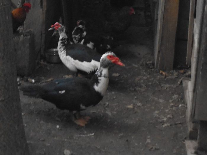 vvvv - A ratelel  mele lesesti