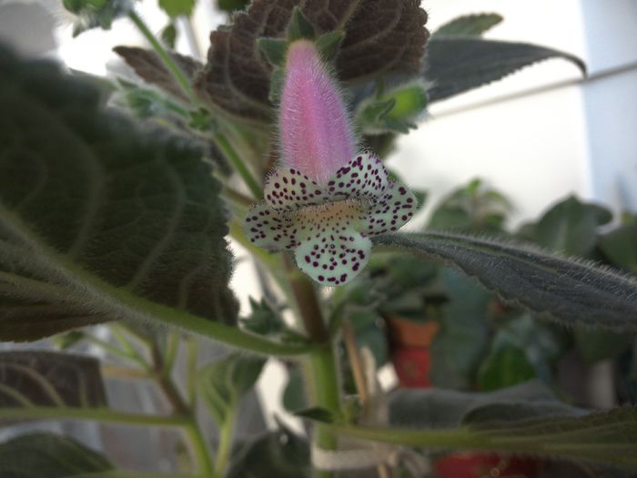 WIN_20150910_103328 - g_kohleria