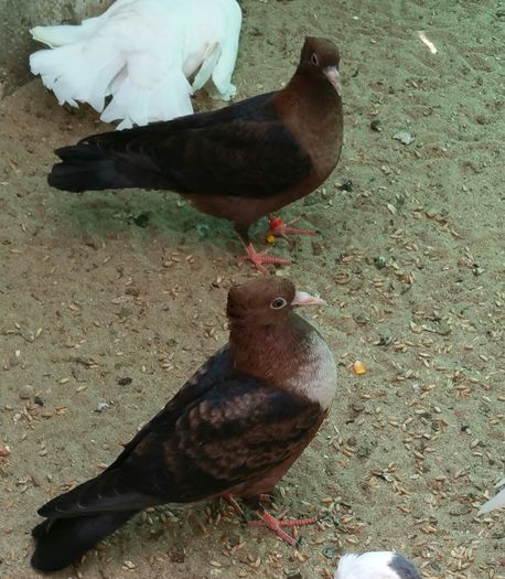 pereche 2015 dnu.Cavaleru Andrei jud.Bacau