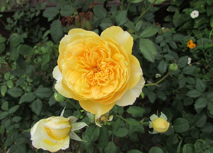 Molineux, tare florifer :)) - 2015 trandafiri _VI