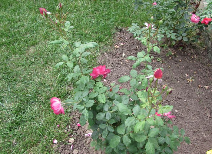 Docteurs Massad, tare florifer :)) - 2015 trandafiri _VI