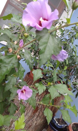 20150910_083246 - dragostea  de natura