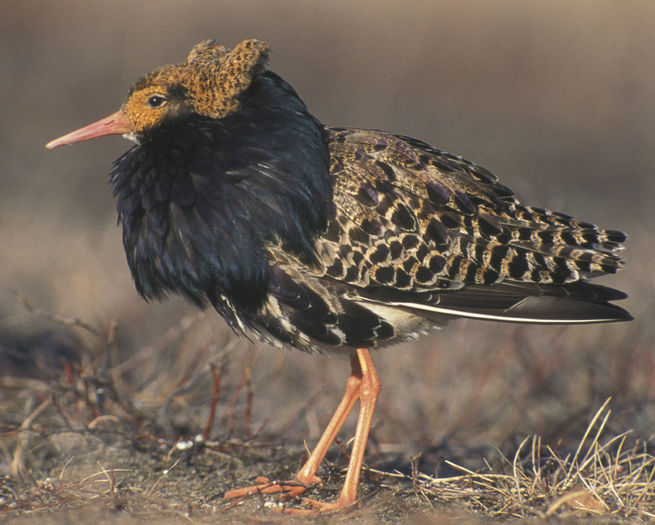 Ruff%20t08-4-007_l_1