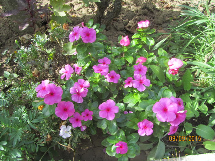 Vinca pacifica