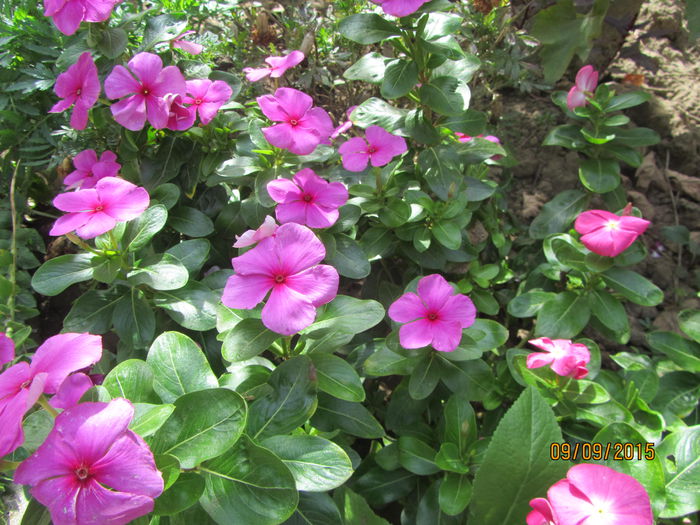 Vinca anuala