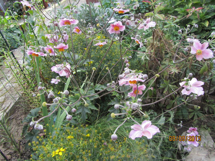 Anemona hupehensis - Flori de gradina-2015Toamna