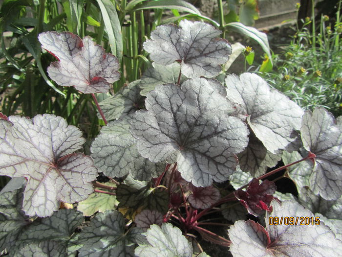 Heuchera