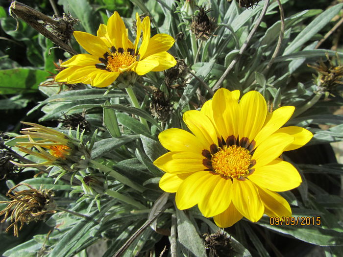 Gazania