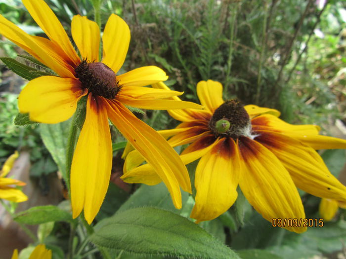 Rudbeckia - Flori de gradina-2015Toamna