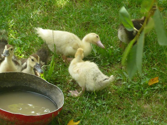 10494786_250409225157366_384340615781389375_n