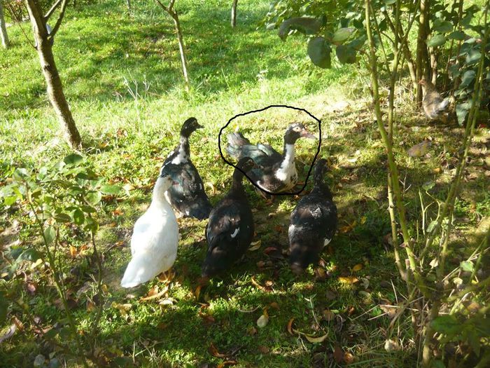 10410821_288210188043936_1701456493874531731_n