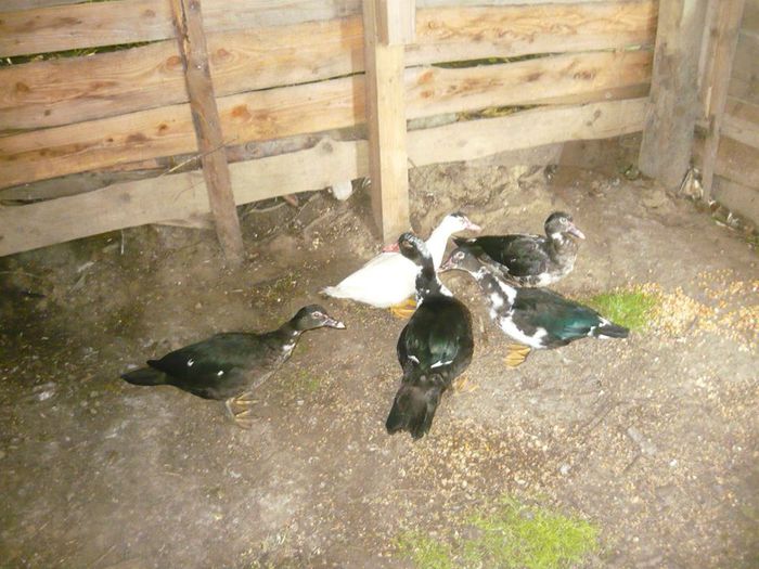 10730959_288210391377249_7721070689317035244_n