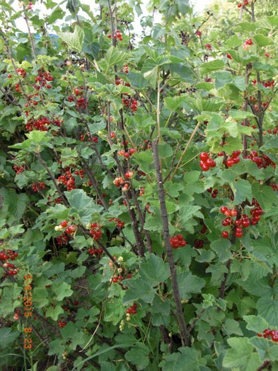 coacazi rosii si albi