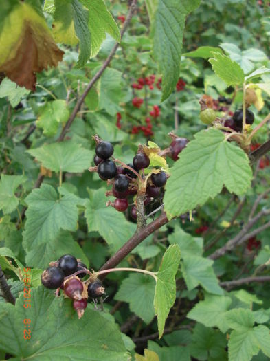 coacaz negru - Gradina Casa si Plante Rare sau Deosebite pentru Sanatate2