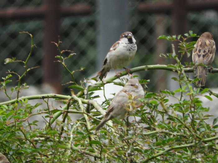  - 04--- contact--BRAILA