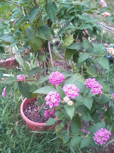 IMG_20150910_161208 - Toamna 2015 in gradina