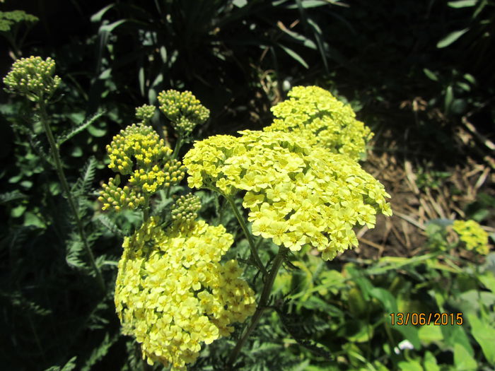 Tanacetum vulgare - b Vara