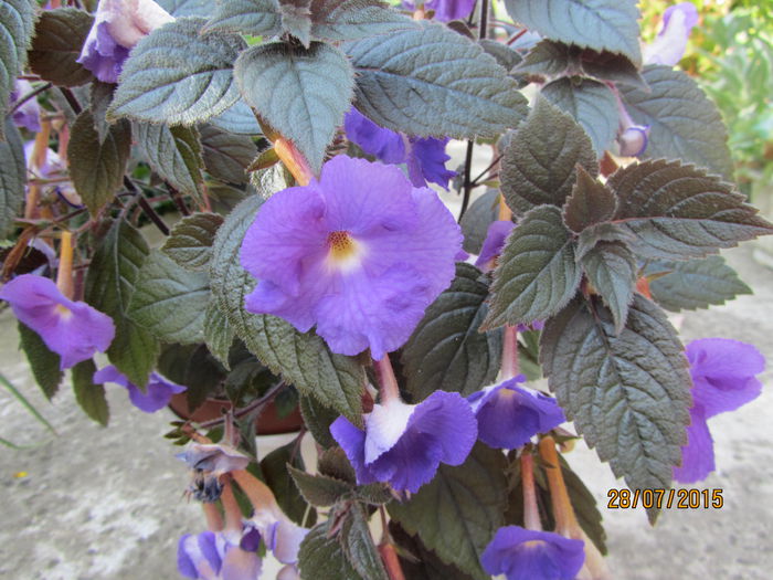 Achimenes (7)