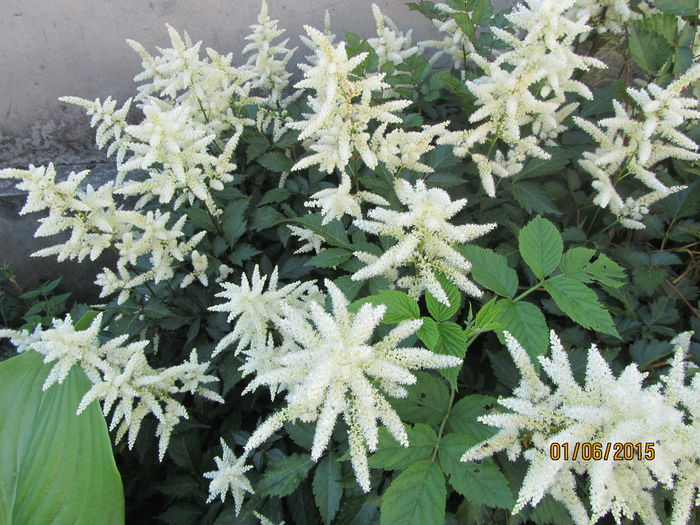 Astilbe (White) - b Vara