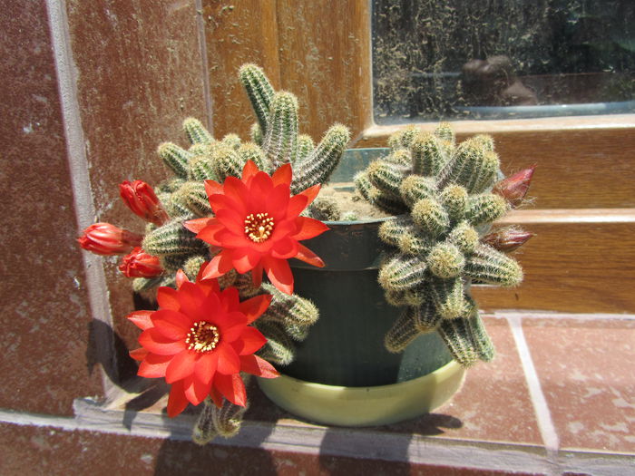 Cactus (2) - b Vara
