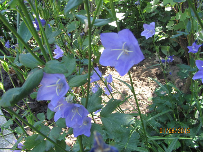 Campanula platycodon - b Vara