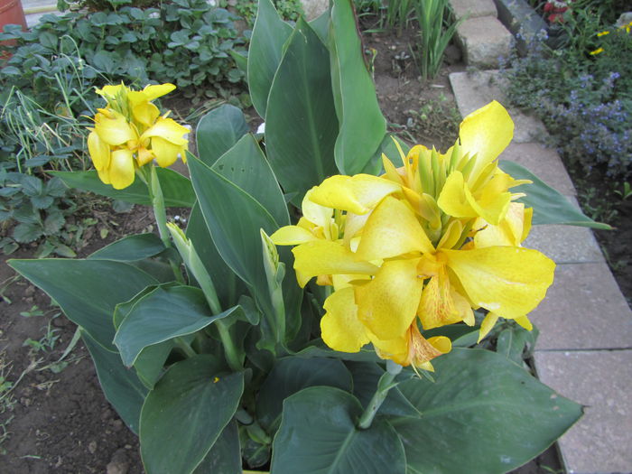 Canna (4)