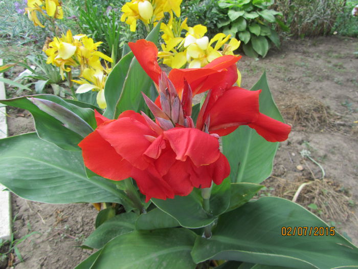 Canna indica