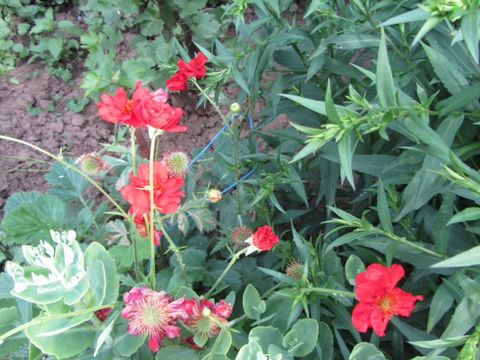 Ceum coccineum chiloense