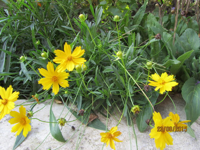 Coreopsis grandiflora heliot (8)