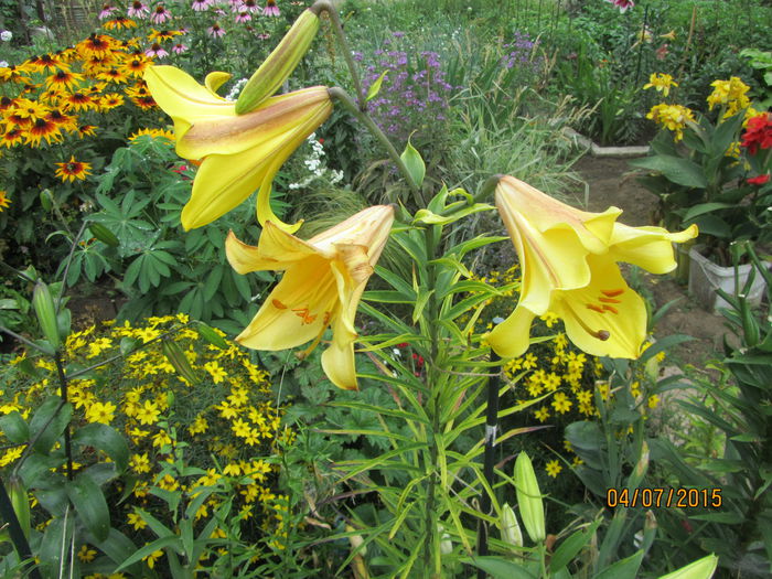 Crini golden splendour (10)