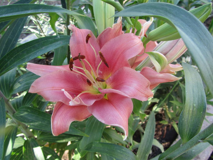 Crini orientali pink (3)