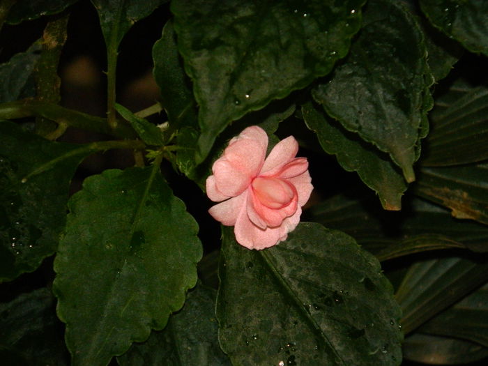DSCN7413