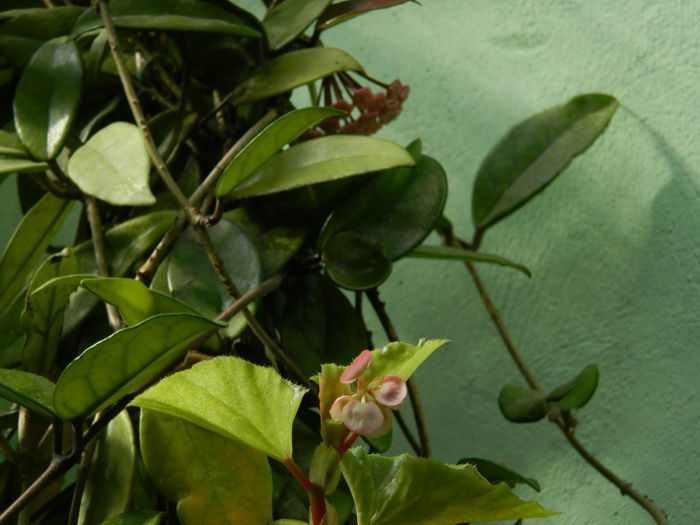DSCN7415