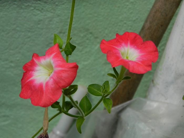 DSCN7416