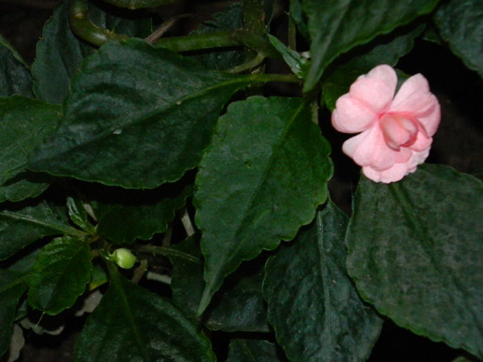 DSCN7424
