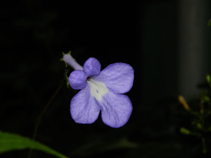 DSCN7444
