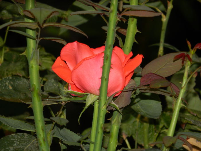 DSCN7487