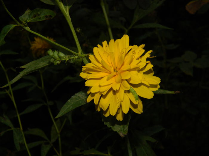 DSCN7515