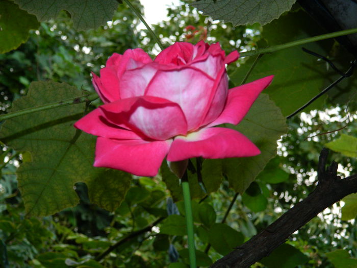 DSCN7519