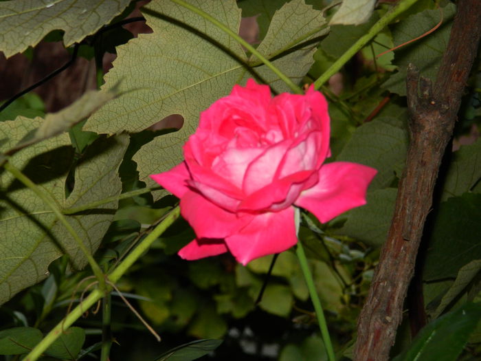 DSCN7520