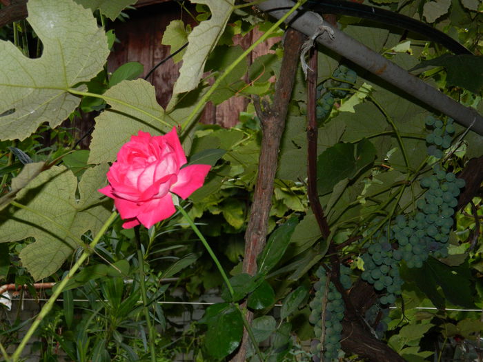 DSCN7521