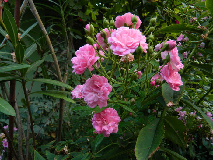 DSCN7532