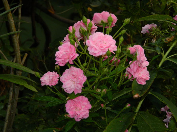 DSCN7533