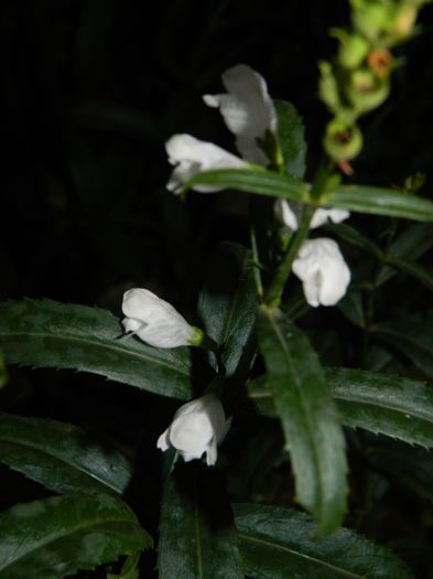 DSCN7539